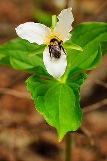 Bee and Western Trillium
