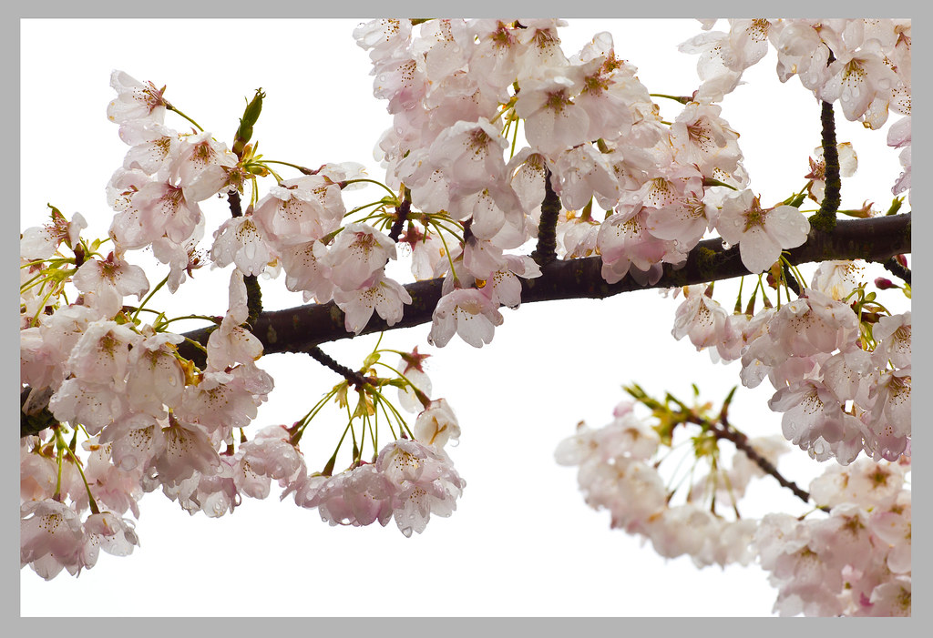 cherry blossom4