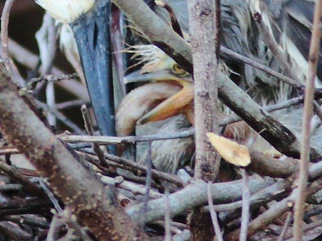 Yellow-crowned Night-Heron chick choking close2