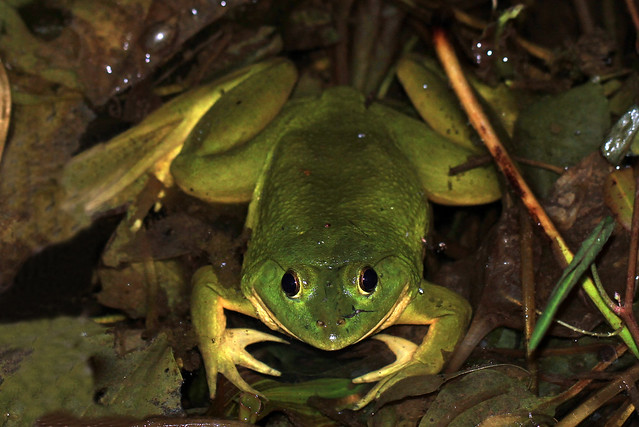Indian Pond Frog (Euphlyctis hexadactylus)