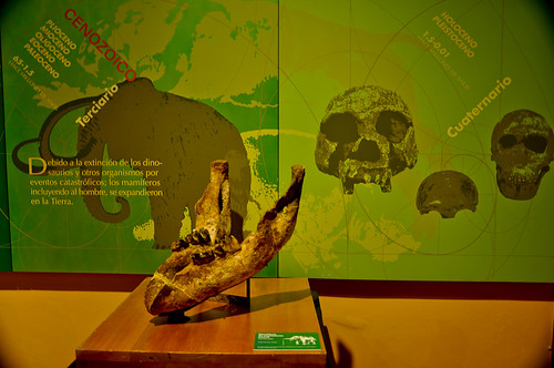 Museo de Paleontología (09)