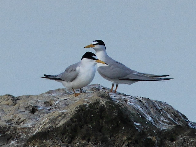 Least Tern courtship 6-20120419