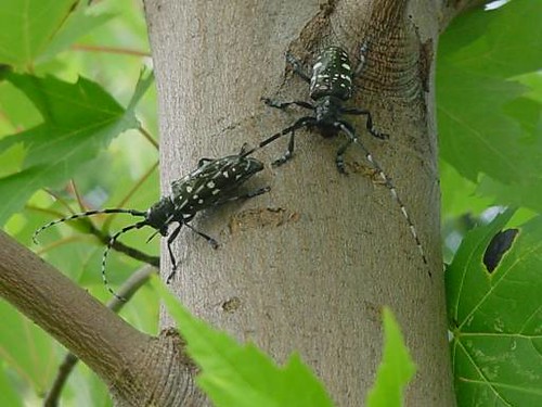 Two Asian longhorned beetle adults on a tree 