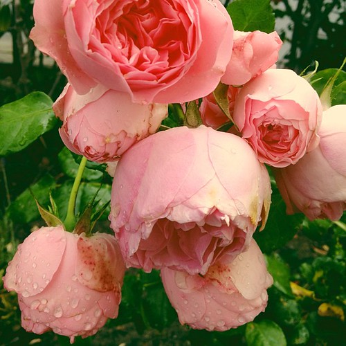 David Austin antique roses are awesome "stop & smell the roses" reminders. Happy Friday!!!