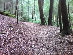  Nicer Trail 