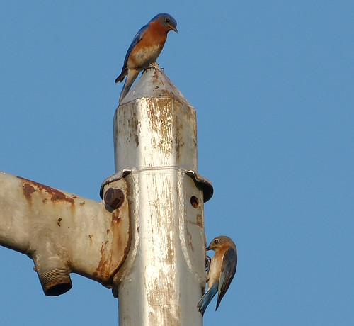 Bluebirds nesting in a street lamp.