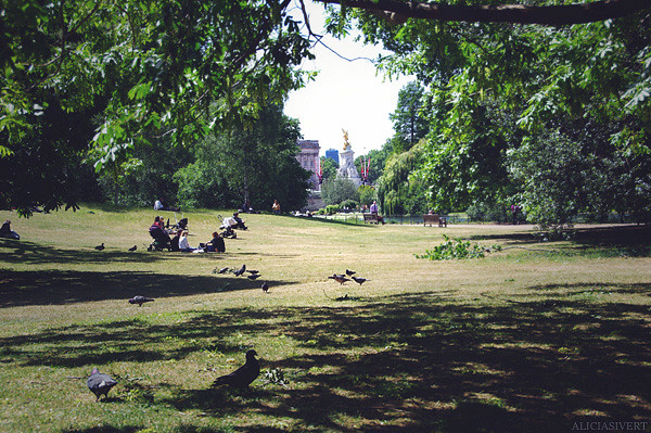aliciasivert, alicia sivertsson, london, england, St James' Park, natur, duvor, nature