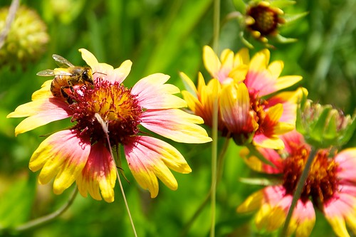 Bee on Indian Blanket blooms 2