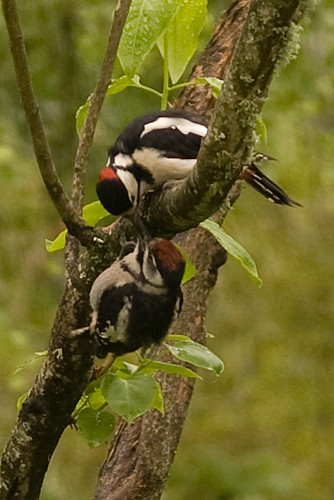 Woodpeckers 7