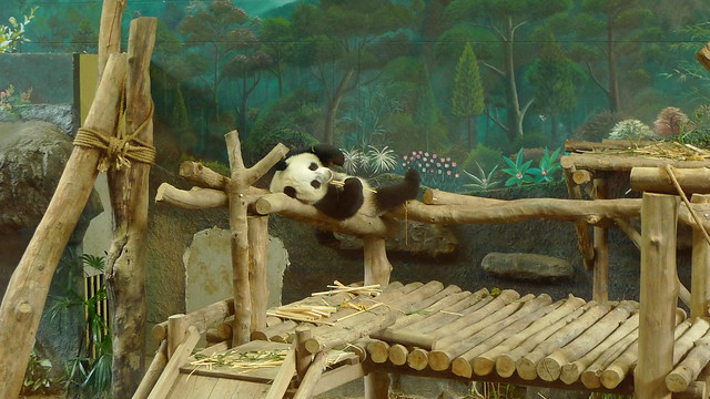 Ling Bing - The Youngest Panda in Chiang Mai Zoo