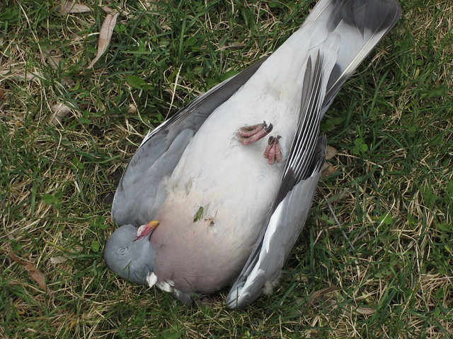 Död duva/dead pigeon on the grass