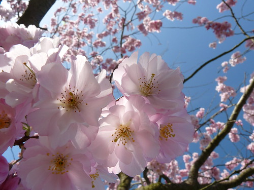 Cherry Blossom II