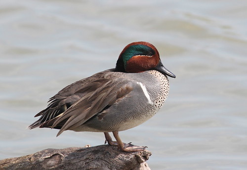 green winged teal by ricmcarthur