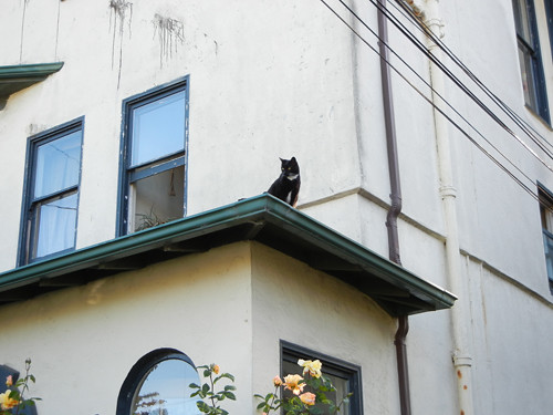 Cat on Rooftop _ 8678