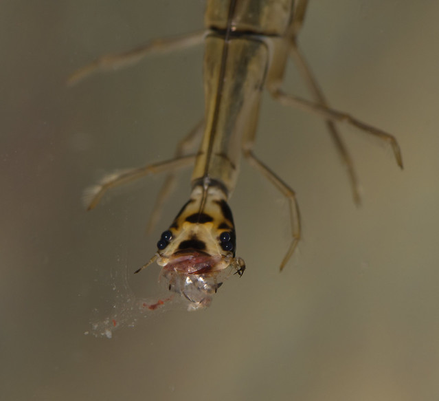 Lesser diving beetle larva Acilius eating Backswimmer Notonecta nymph 17