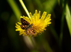 Unknown Butterfly on a Dandelion
