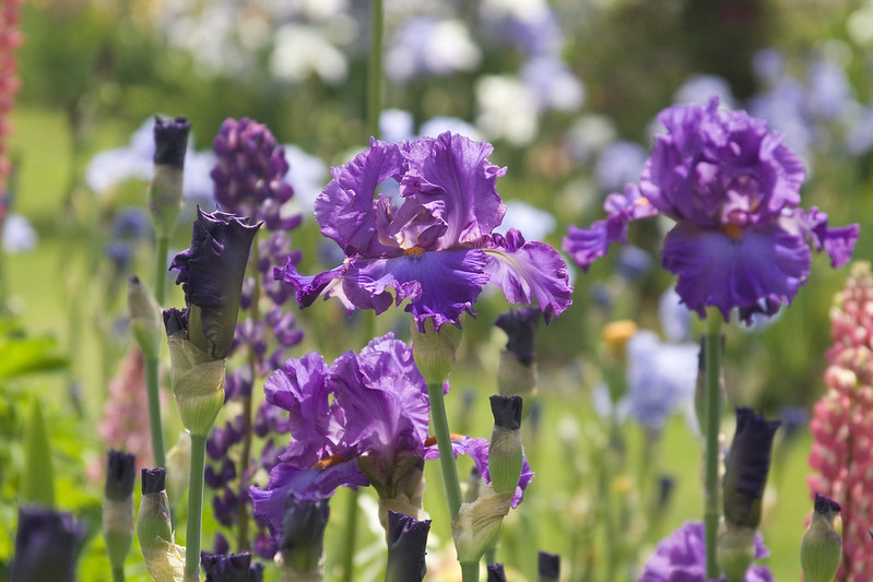 Lavender iris