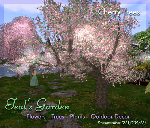 New Cherry Trees by Teal Freenote
