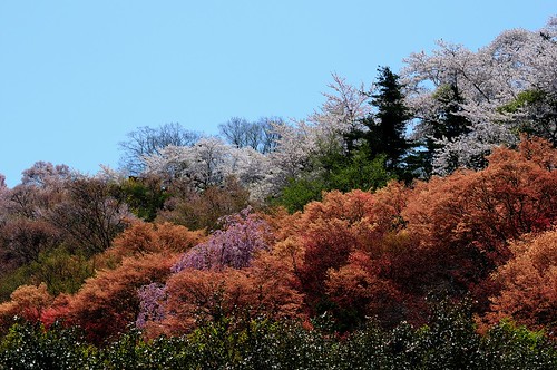花見山公園 / Hanamiyama Park in Fukushima