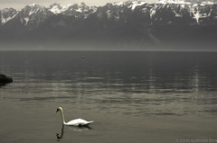 Lake Geneva, Lausanne April 2014