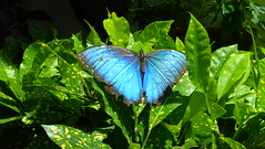 Key West Butterfly & Nature Conservatory, FL