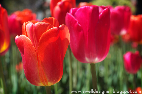 tulip-gardens-thanksgiving-point-6