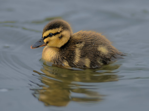 Duckling by Andy Pritchard - Barrowford