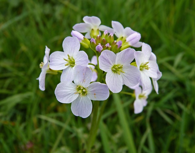 26888 - Cuckoo Flower, River Coly