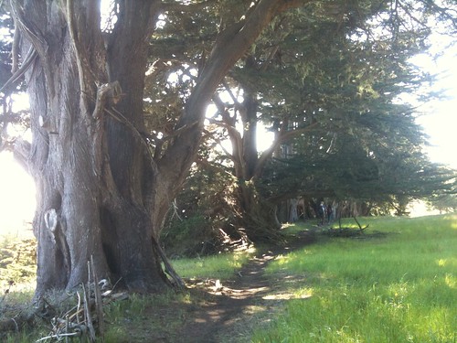 Cypress near Slide Ranch