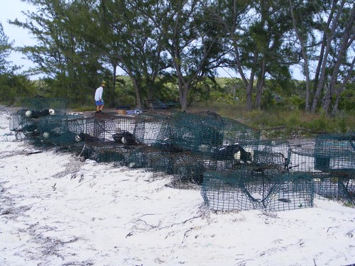 Fish traps