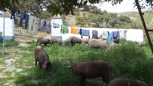 pigs washing