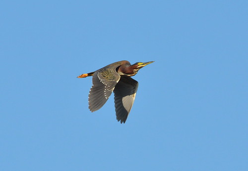 Green Heron with (aberrant) white wing patch
