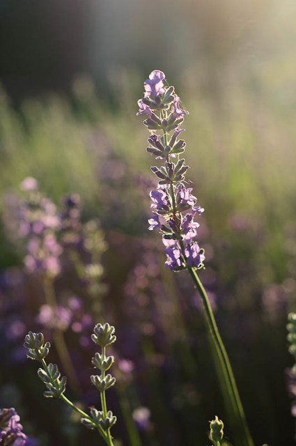 As Rosemary is to the spirit, so Lavender is to the soul - Monet