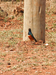 Kenyan Birds // Mar 2011