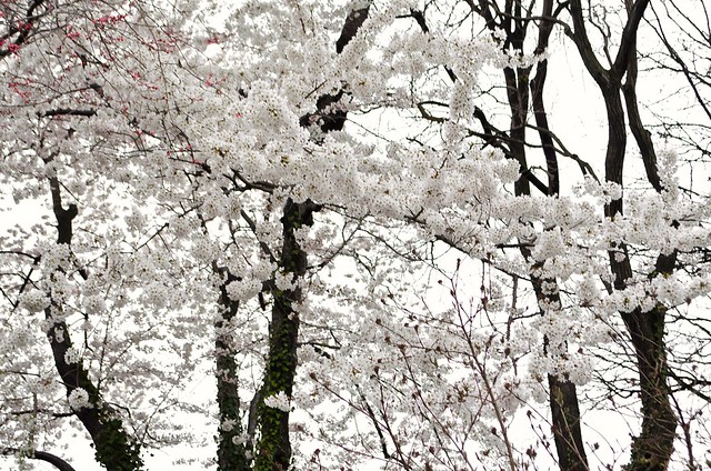 20120321-Cherry Blossoms DSC_0881.jpg