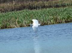 Egrets at Volo