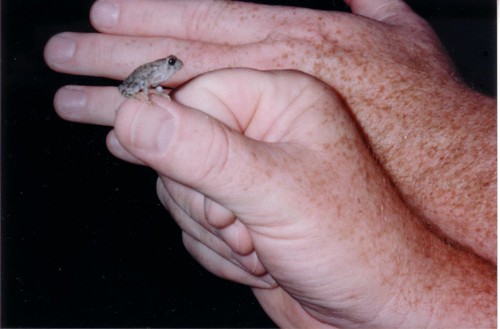 Frog Hands