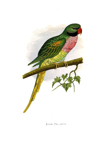 007-Parrots in captivity-1884- William Thomas Greene