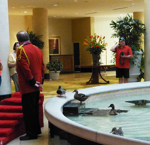 Ducks in fountain at Peabody Hotel, Little Rock