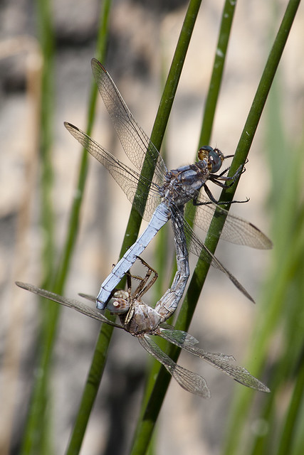 Sexo entre libélulas (Anisopteras sex)