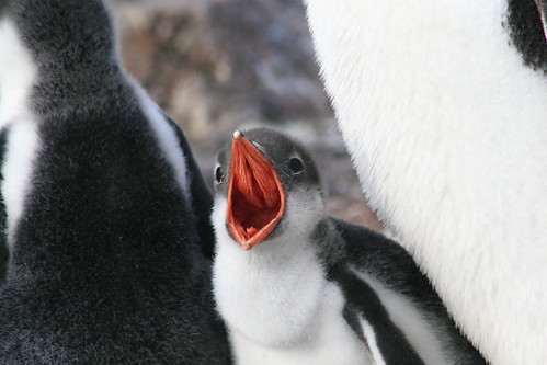 Gentoo Penguin chick by DJG.Sydney