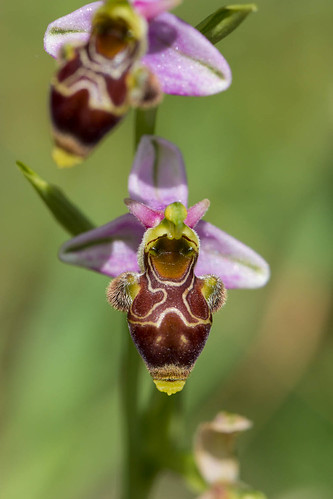 Orchidée sauvage by Patatitphoto