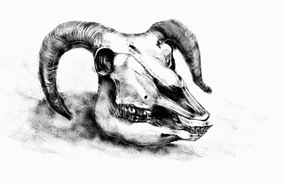 Animal skull created by James Richards using Harmony