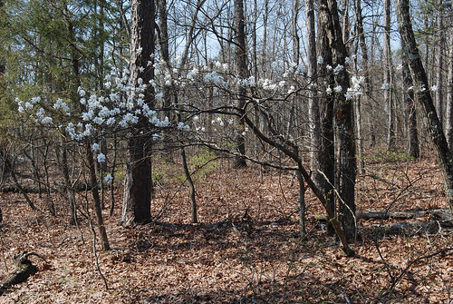 Picture of a Serviceberry, Amelanchier arborea, tree in the Bell Mountain Wilderness in Missouri in early spring.