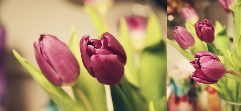 purple tulips diptych