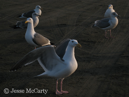 Seagulls Waiting for A Snack