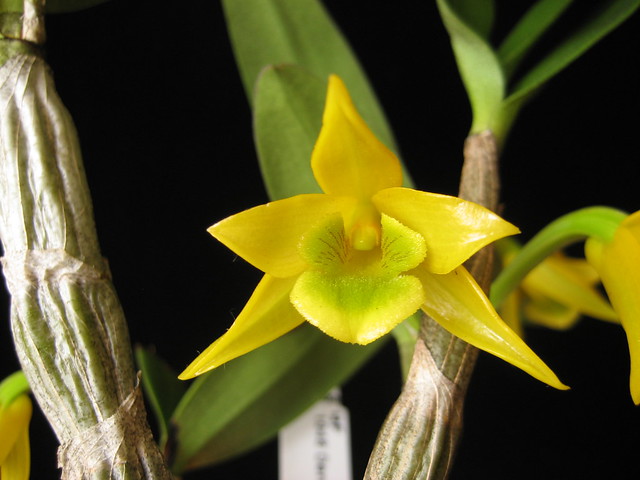 Dendrobium trigonopus 1