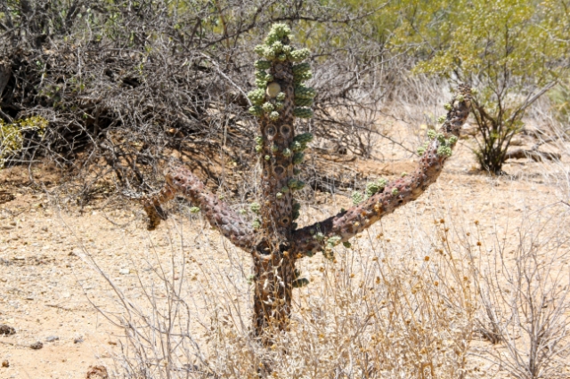 "man" saguaro