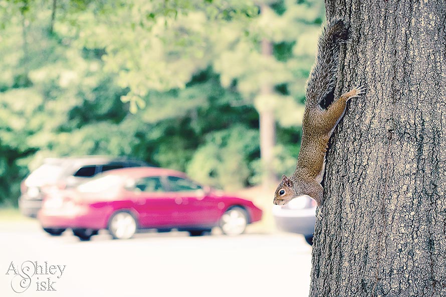 Squirrel on a Tree RS