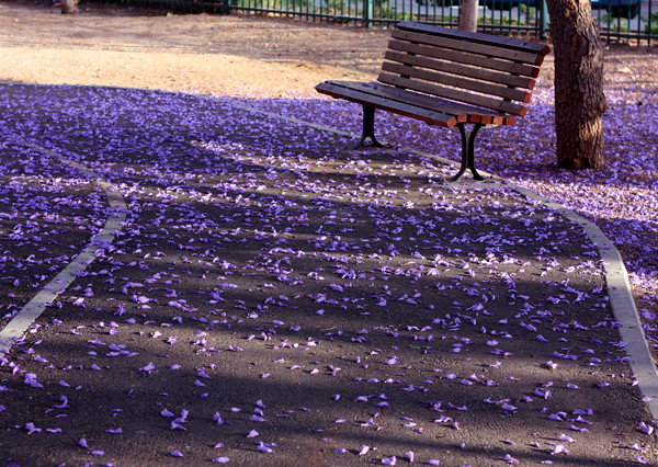 purple_blossom2